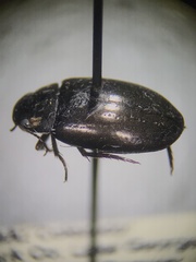 Agabinae