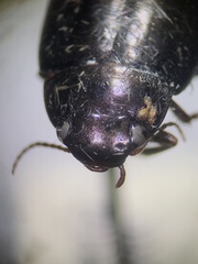 Agabinae