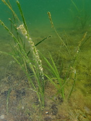 Zostera marina