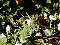 Pieris rapae