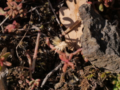 Hieracium amplexicaule