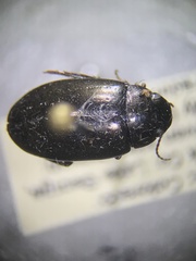 Agabinae