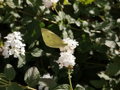 Pieris rapae