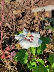 Hibiscus syriacus