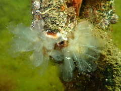 Clavelina oblonga
