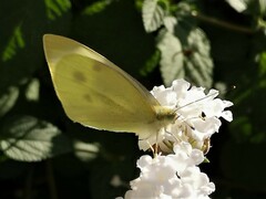 Pieris rapae
