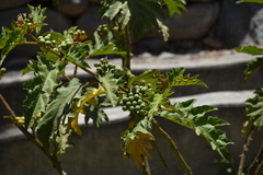 Solanum chrysotrichum