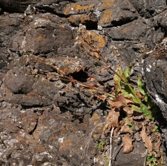 Hieracium amplexicaule