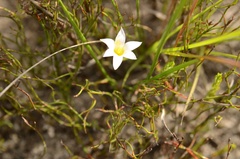 Romulea flava