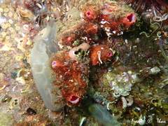 Pyura dura