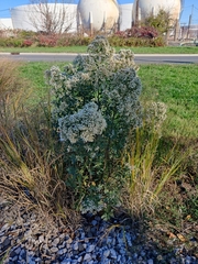 Baccharis halimifolia