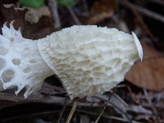 Phallus impudicus togatus