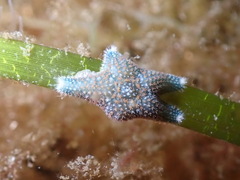 Asterina gibbosa