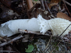Phallus impudicus togatus