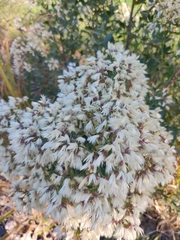 Baccharis halimifolia