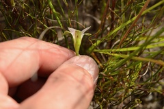 Romulea flava