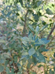 Baccharis halimifolia