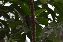 Patagioenas cayennensis