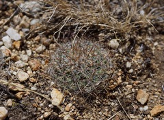 Pediocactus simpsonii