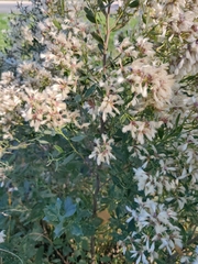 Baccharis halimifolia