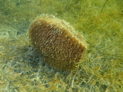 Pinna nobilis