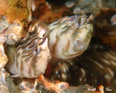 Salaria pavo