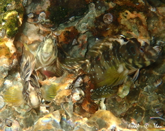 Salaria pavo