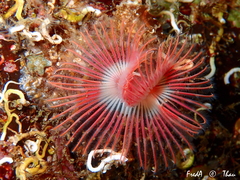 Serpula vermicularis