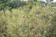 Busarellus nigricollis