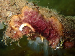 Schizoporella errata