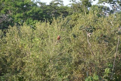 Busarellus nigricollis