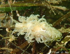 Spurilla neapolitana