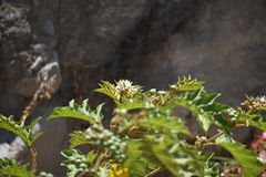Solanum chrysotrichum