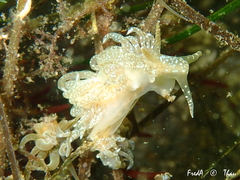 Spurilla neapolitana