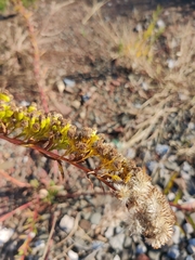 Solidago