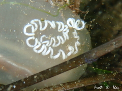 Spurilla neapolitana