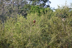 Busarellus nigricollis