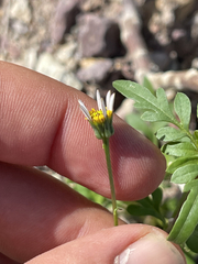 Coreocarpus parthenioides parthenioides