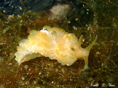 Spurilla neapolitana