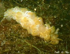 Spurilla neapolitana