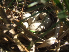 Gallinula tenebrosa