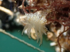Bunodeopsis strumosa