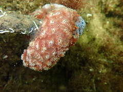 Aplidium nordmanni
