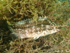 Symphodus cinereus