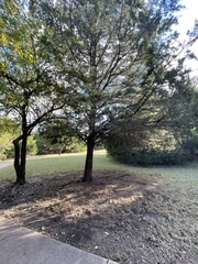 Juniperus virginiana