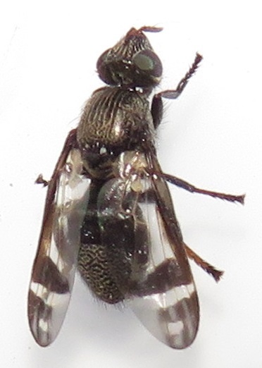 Sphenoprosopa