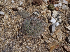 Pediocactus simpsonii