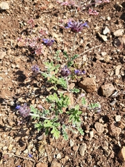 Salvia columbariae