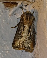 Agrotis venerabilis