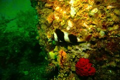 Pseudogoniistius nigripes